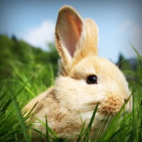 /album/egawinto/photolia-a03-jpg/